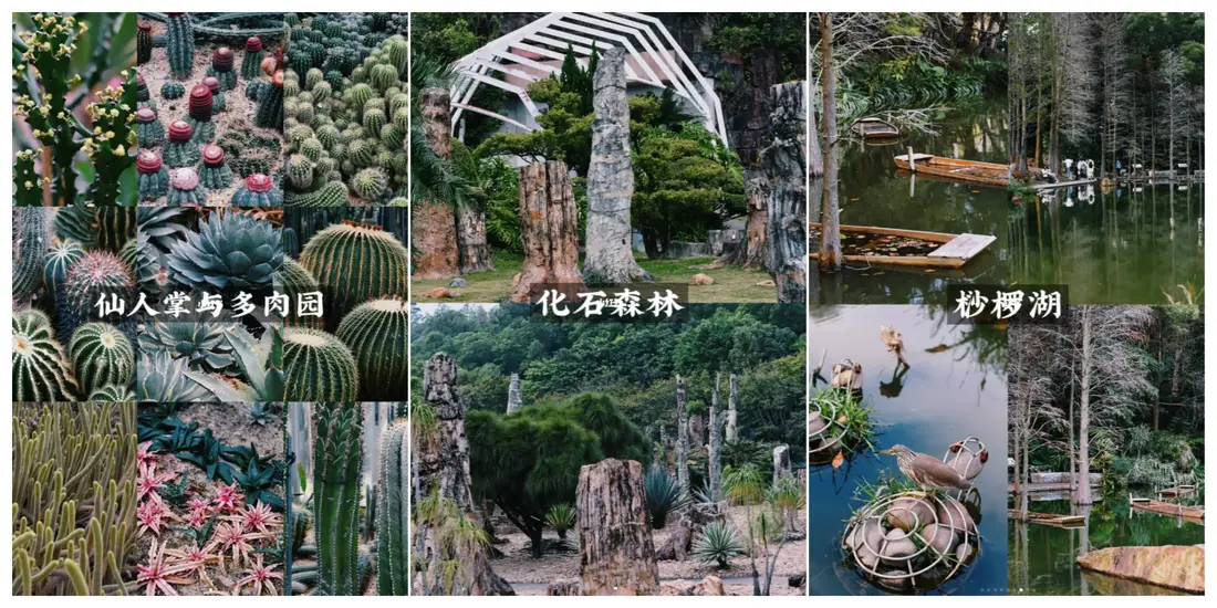 仙湖植物园的花