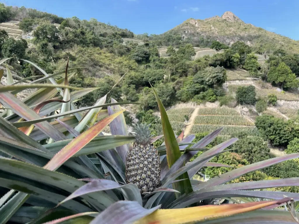 丫髻山满山的菠萝